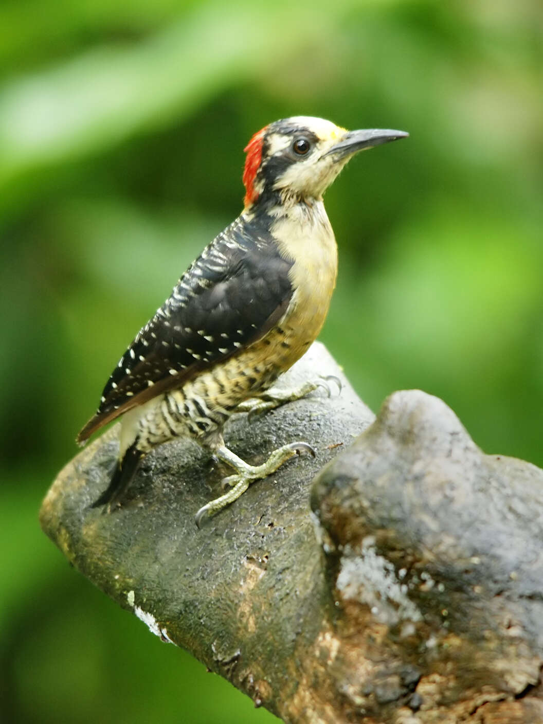 Image de Melanerpes Swainson 1832