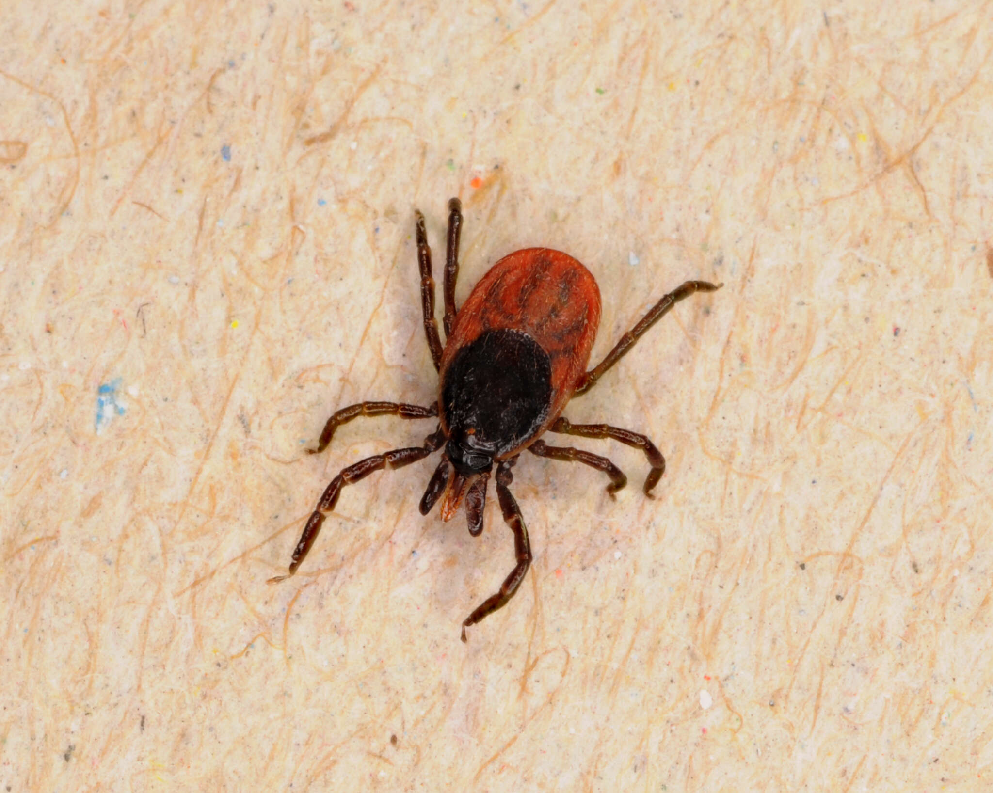 Image of Ixodes ricinus (Linnaeus 1758)