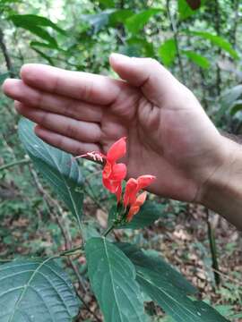 Image of Ruellia humboldtiana (Nees) Lindau