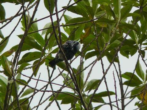 Image of Beryl-spangled Tanager