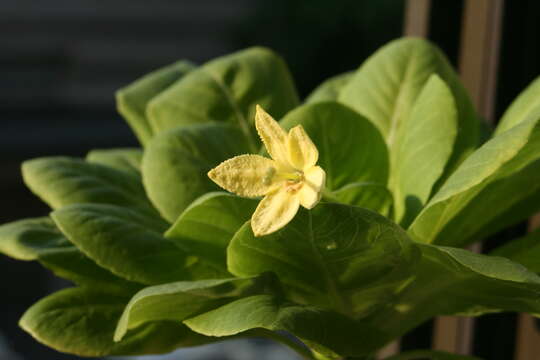 Image of cabbage on a stick