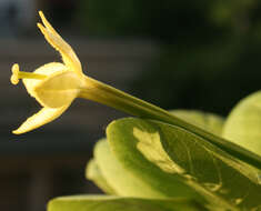 Image of cabbage on a stick