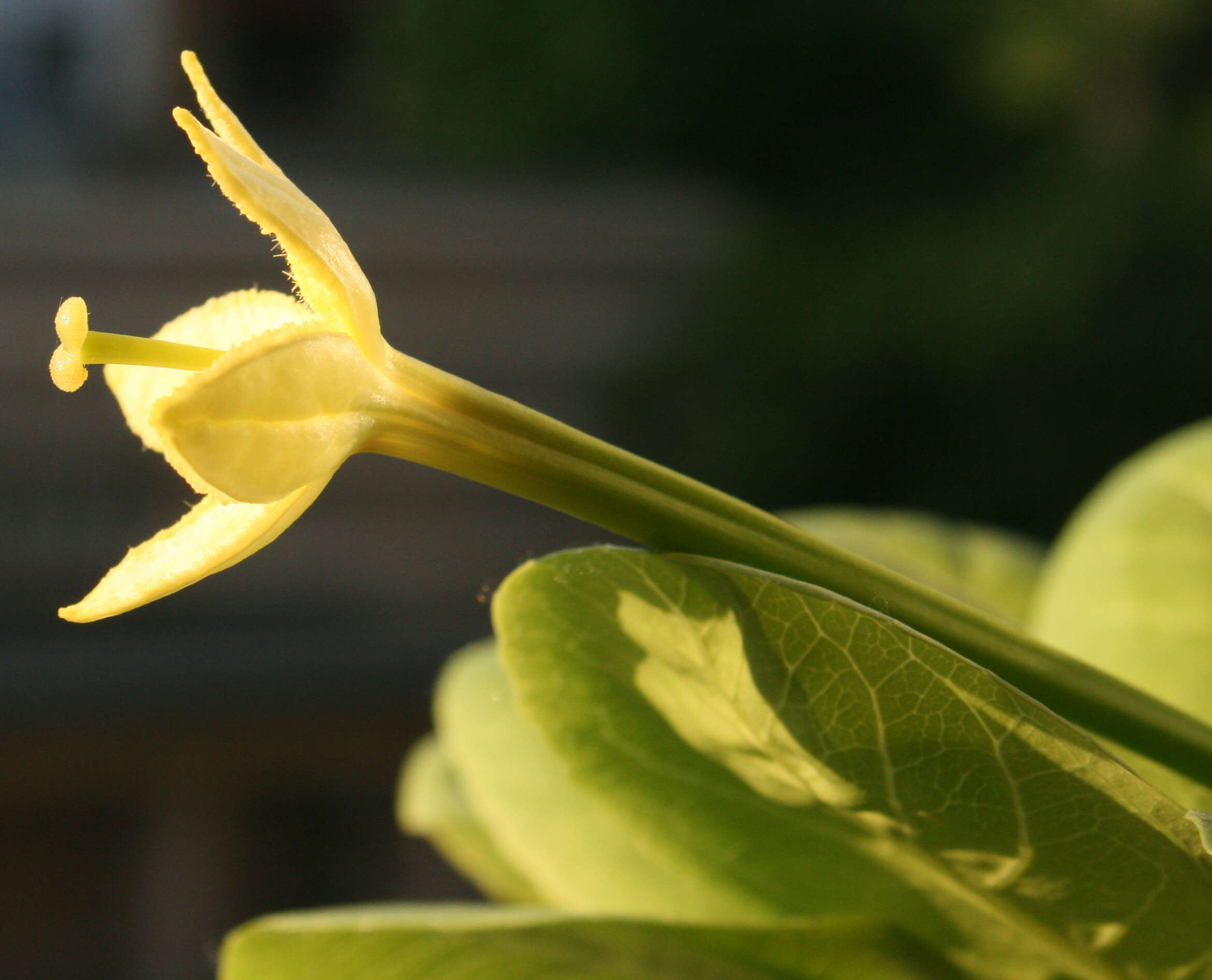 Image of cabbage on a stick