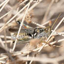 Image of Western Sagebrush Grasshopper