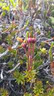 Image of blue mountainheath