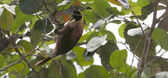 Image of Red Bird-of-Paradise