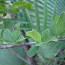 Sivun Wimmeria microphylla L. Radlkofer kuva