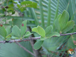 Plancia ëd Wimmeria microphylla L. Radlkofer