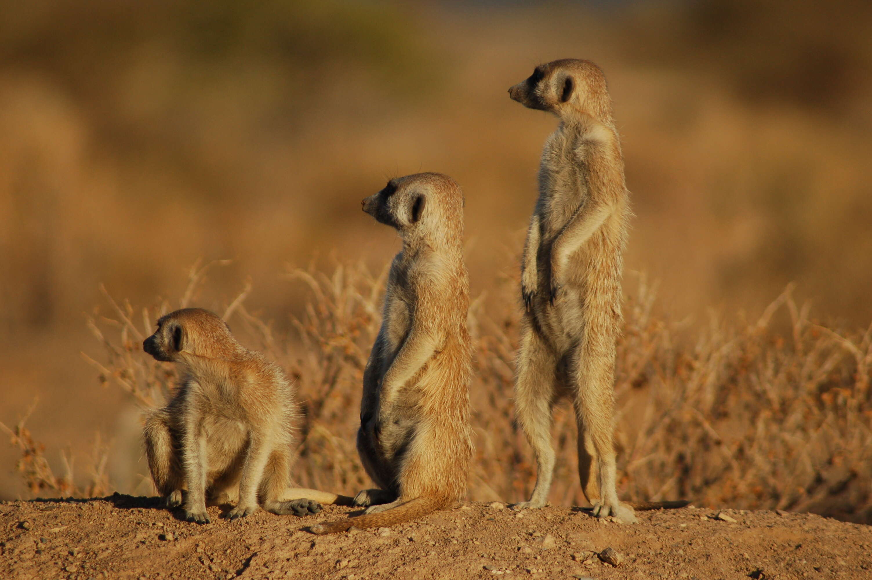 Image of Suricata Desmarest 1804