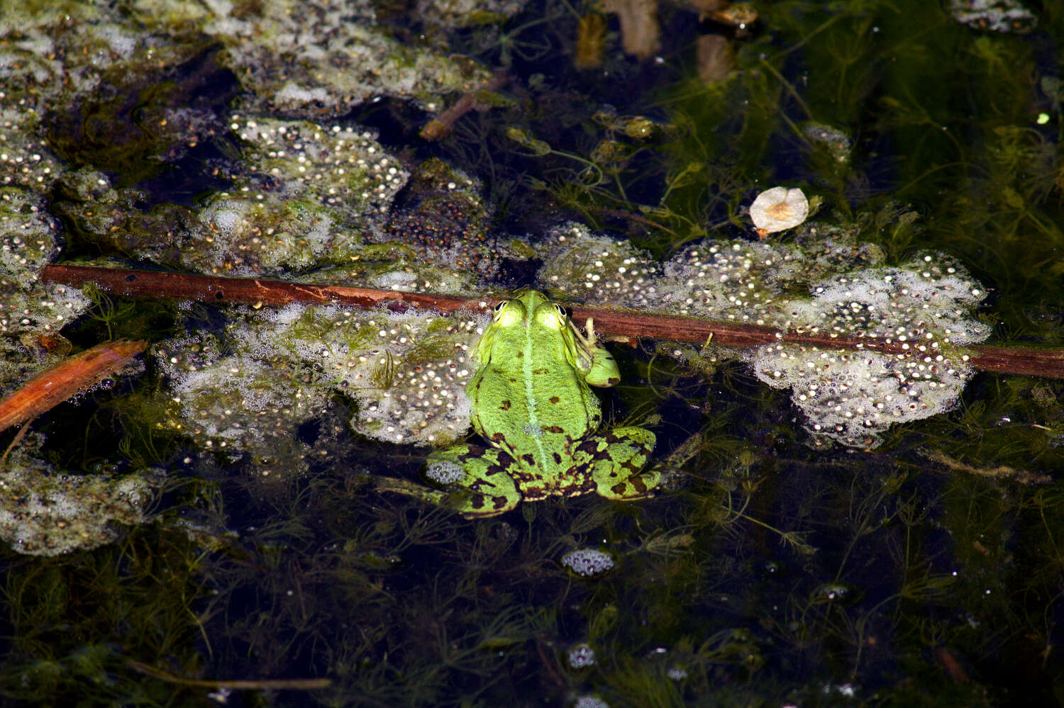 Image of Eurasian Marsh Frog