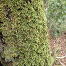 Image of palamocladium moss