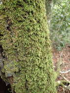 Image of palamocladium moss