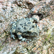 Image of California Chorus Frog