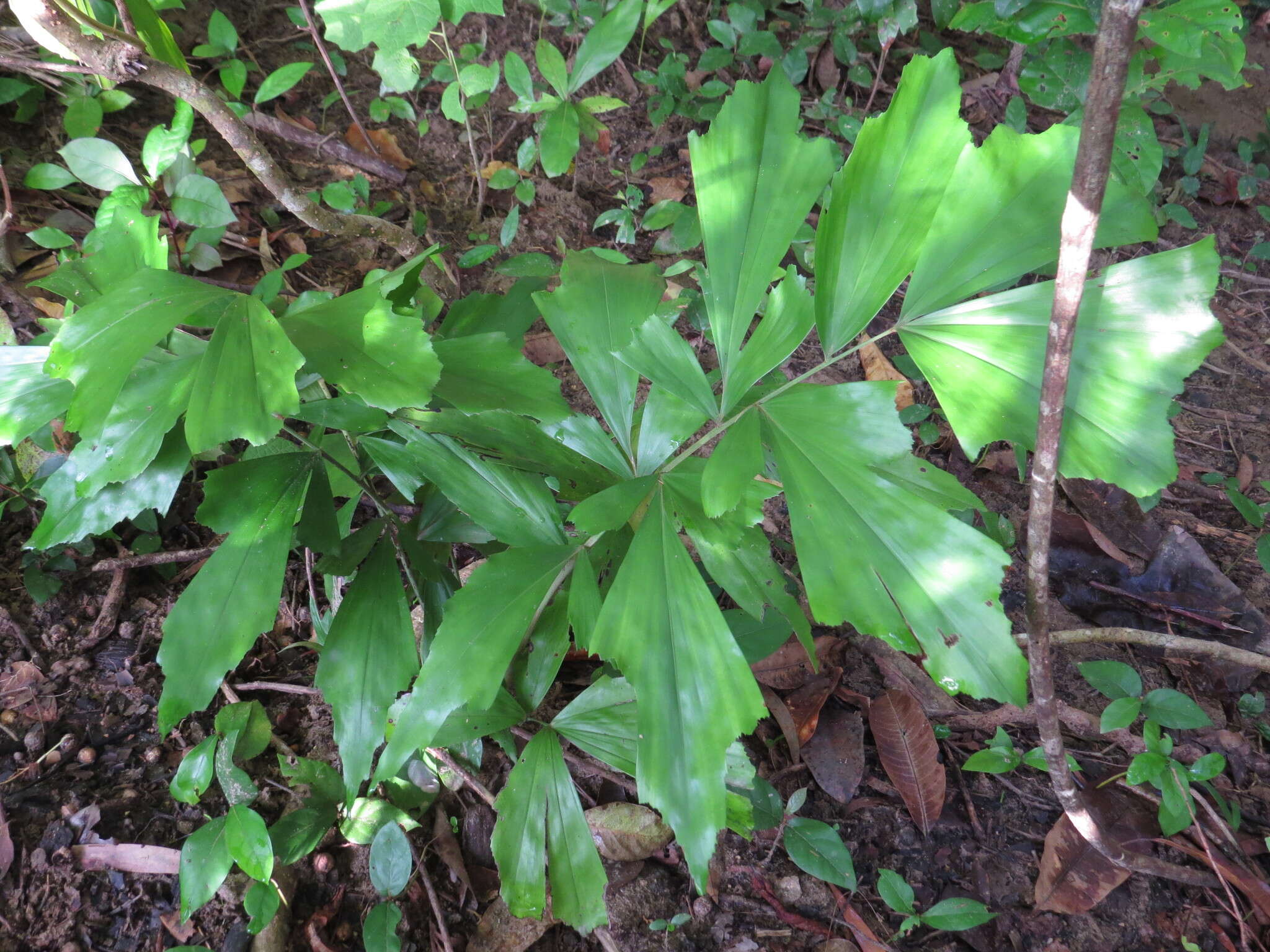 Image of Burmese fishtail palm