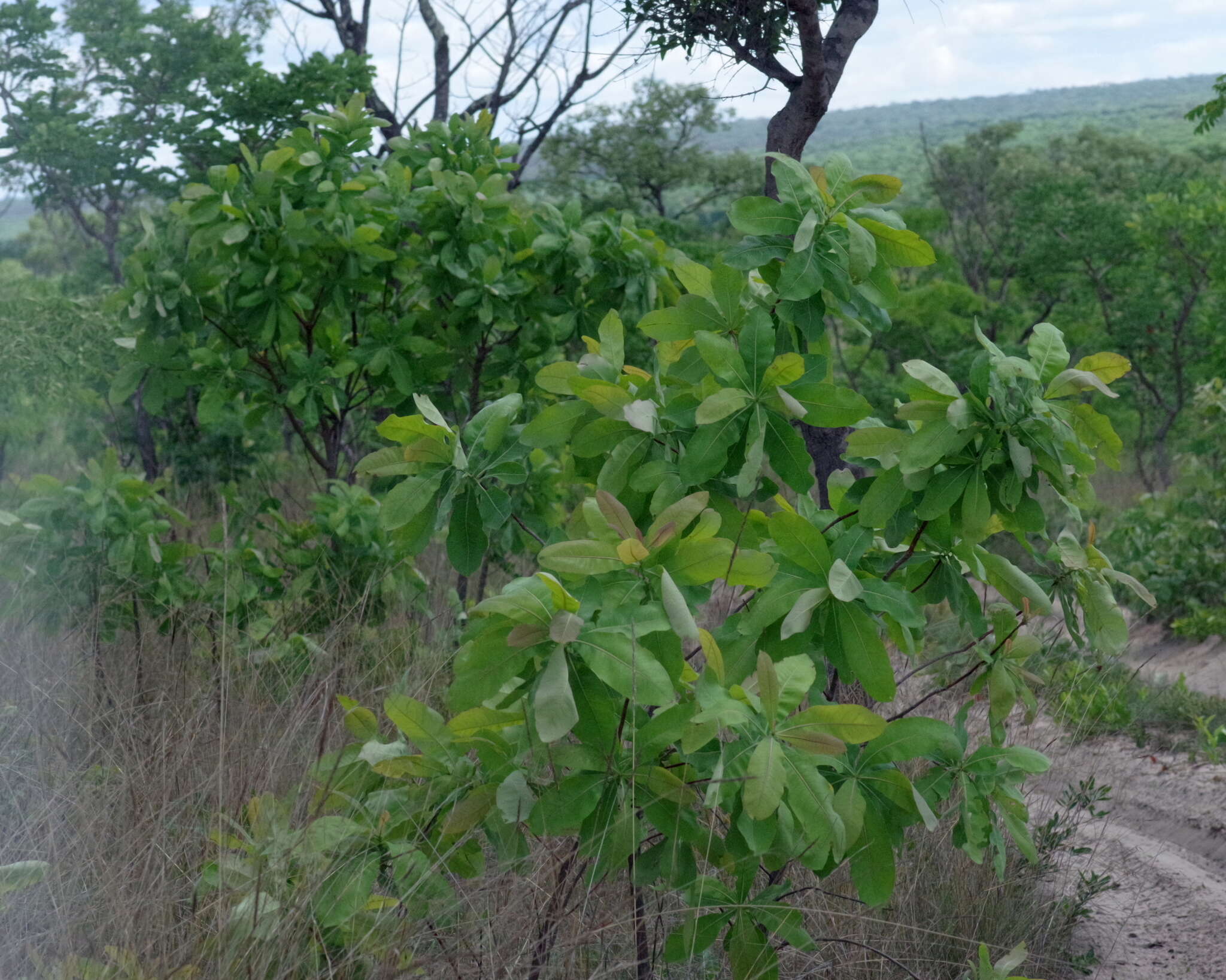 Terminalia brachystemma Welw. ex Hiern的圖片