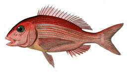 Image of Common Sea Bream