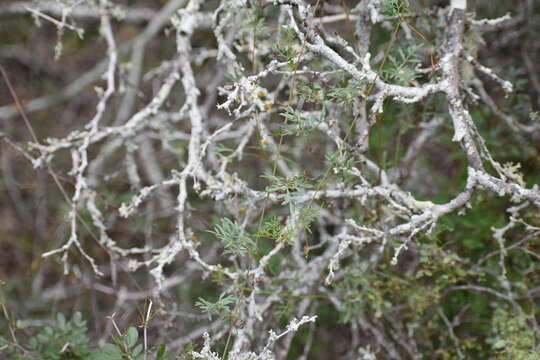 Image of Chihuahuan balloonvine