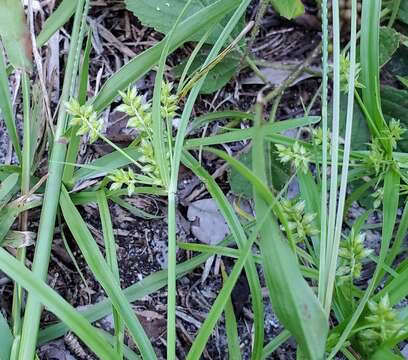 Image of Peduncled Spike Sedge