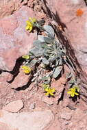 Image of Avery Peak twinpod