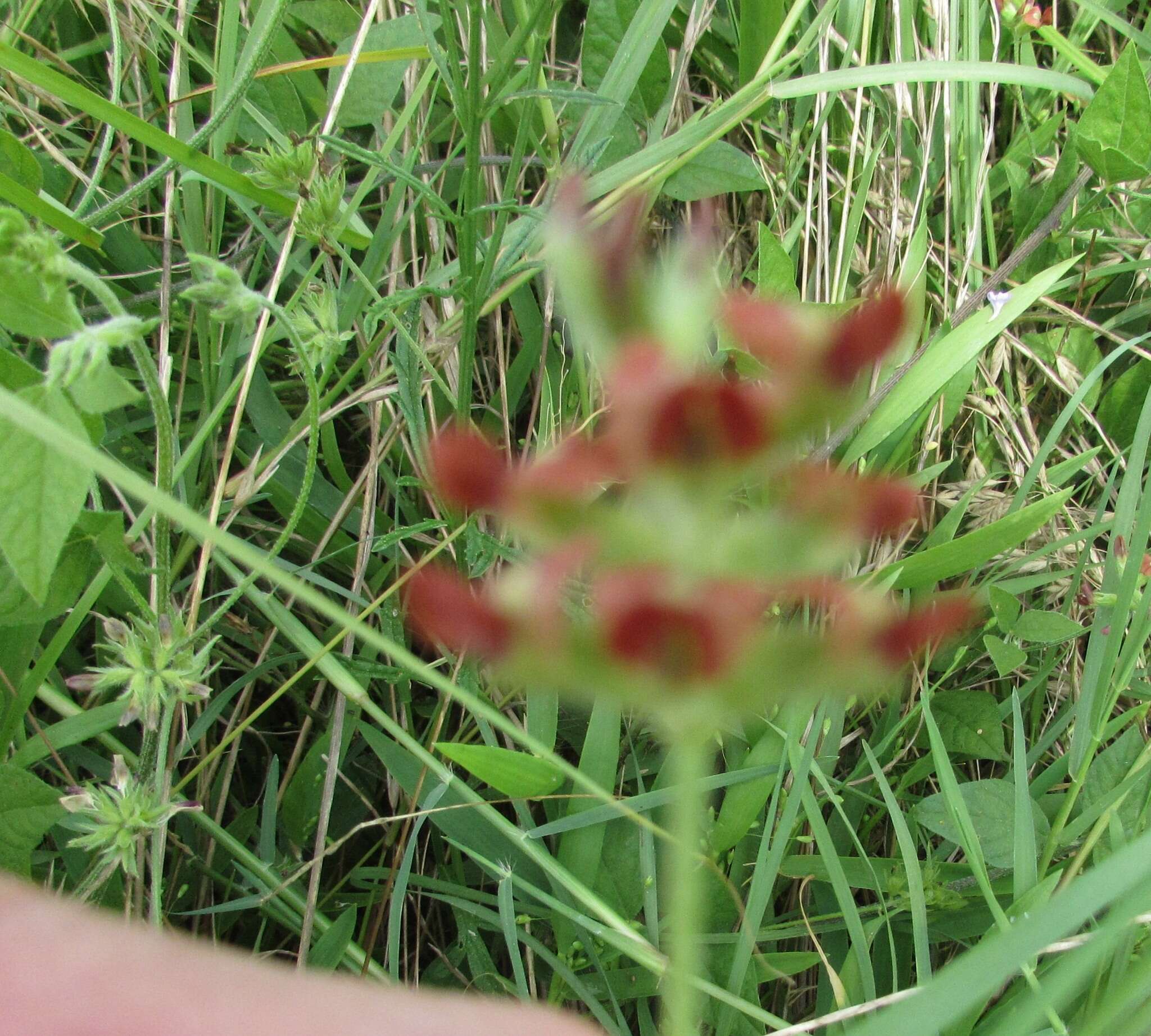 Psoralea rhombifolia Torr. & A. Gray的圖片