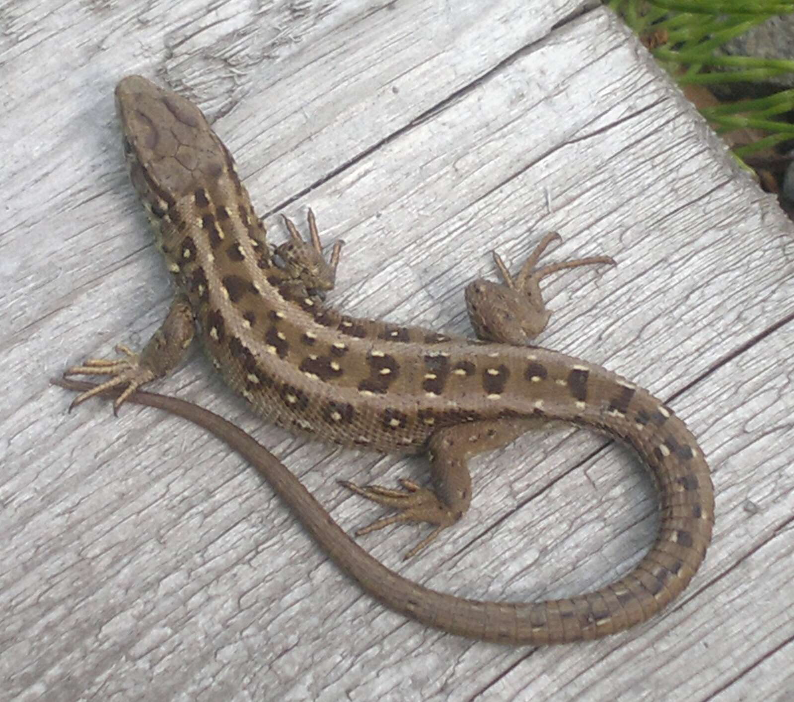 Image of Sand Lizard