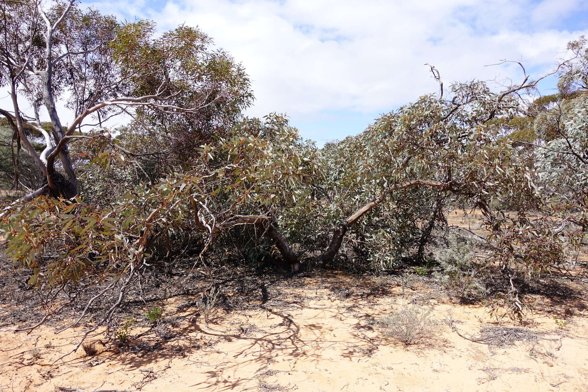 Image of Blue-Leaved Mallee