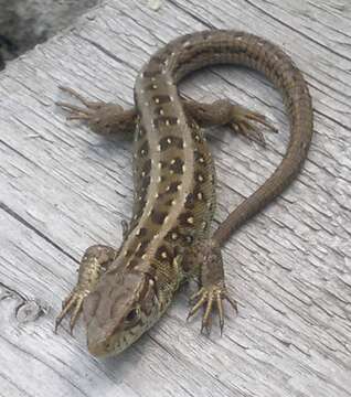 Image of Sand Lizard