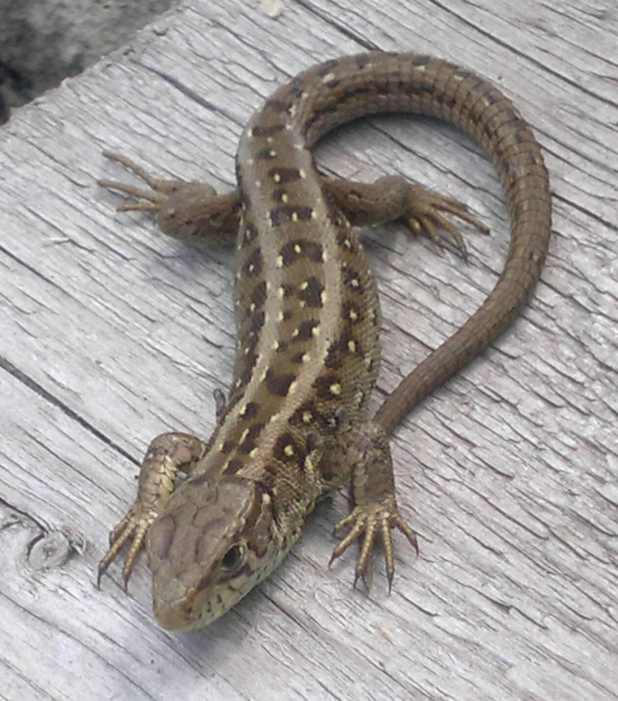 Image of Sand Lizard