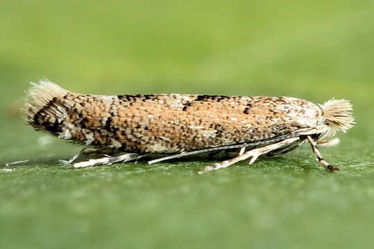 Phyllonorycter pastorella (Zeller 1846) resmi