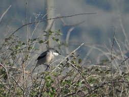 Image of Iberian Grey Shrike