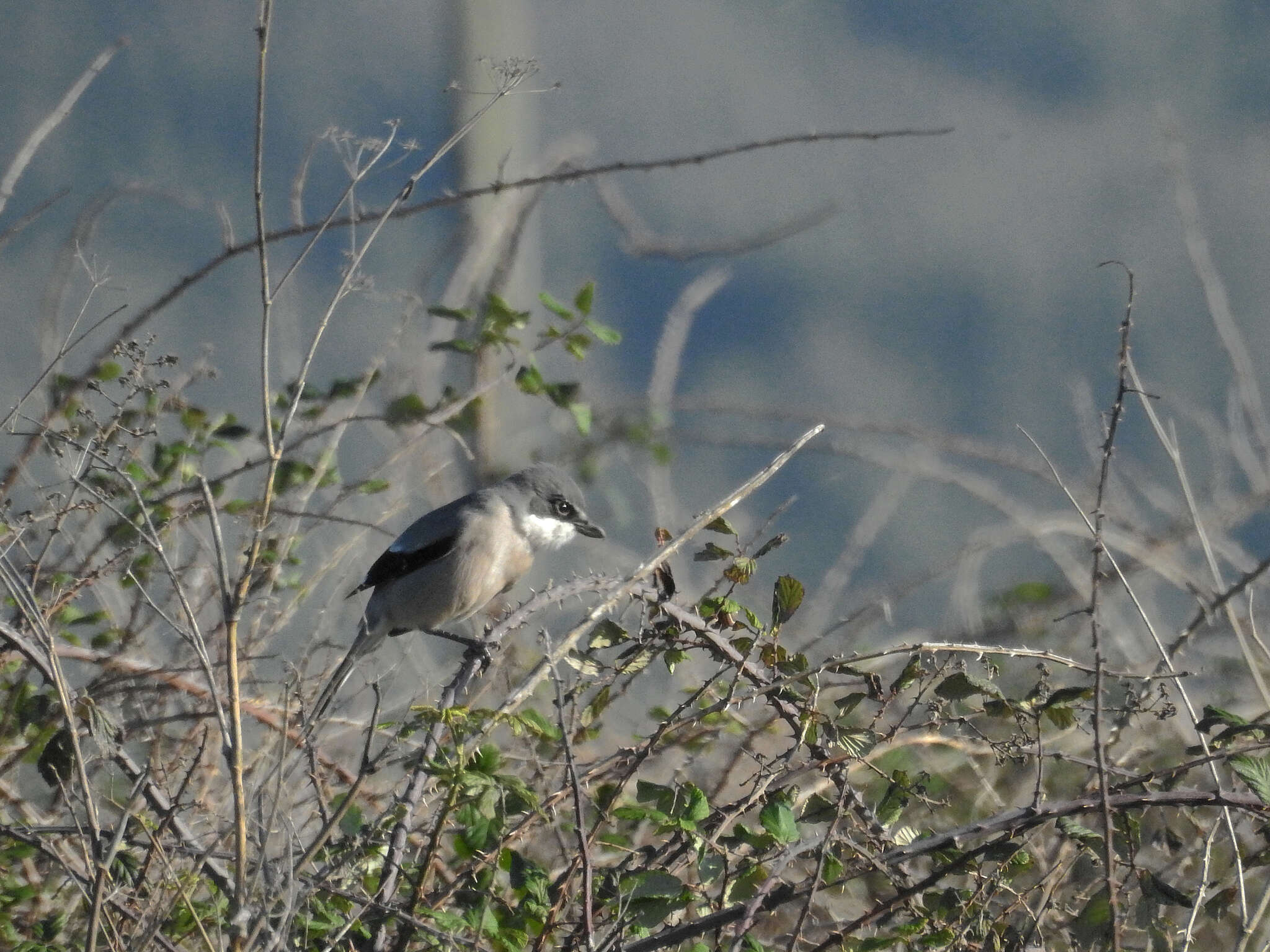 Image of Iberian Grey Shrike