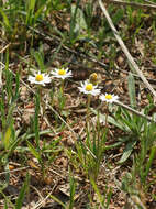 Image of Bellis annua L.