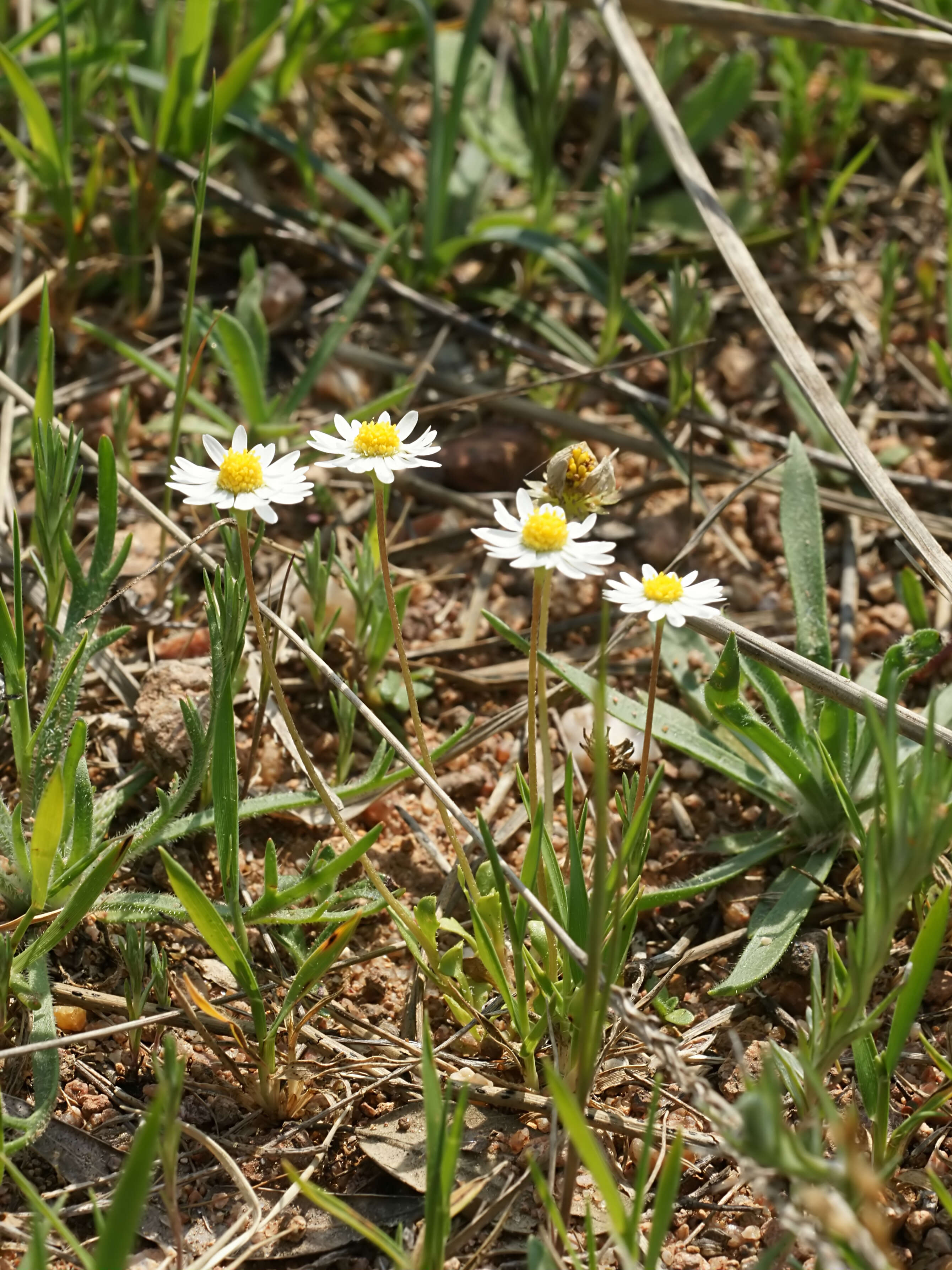 Image of Bellis annua L.