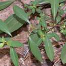 Image de Ludwigia glandulosa Walt.