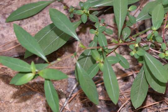 صورة Ludwigia glandulosa Walt.