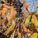 Image of Chinese buckthorn