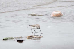 Image of Calidris alpina sakhalina (Vieillot 1816)