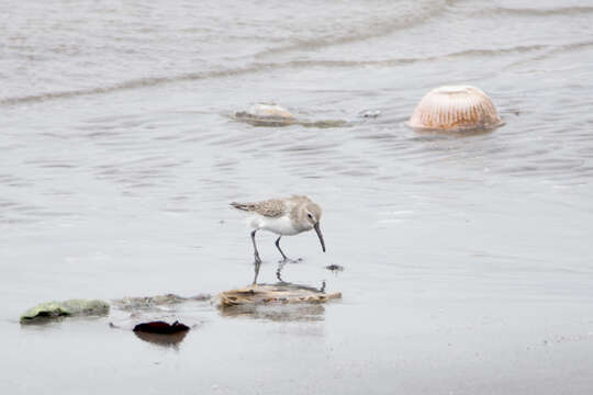 Calidris alpina sakhalina (Vieillot 1816)的圖片