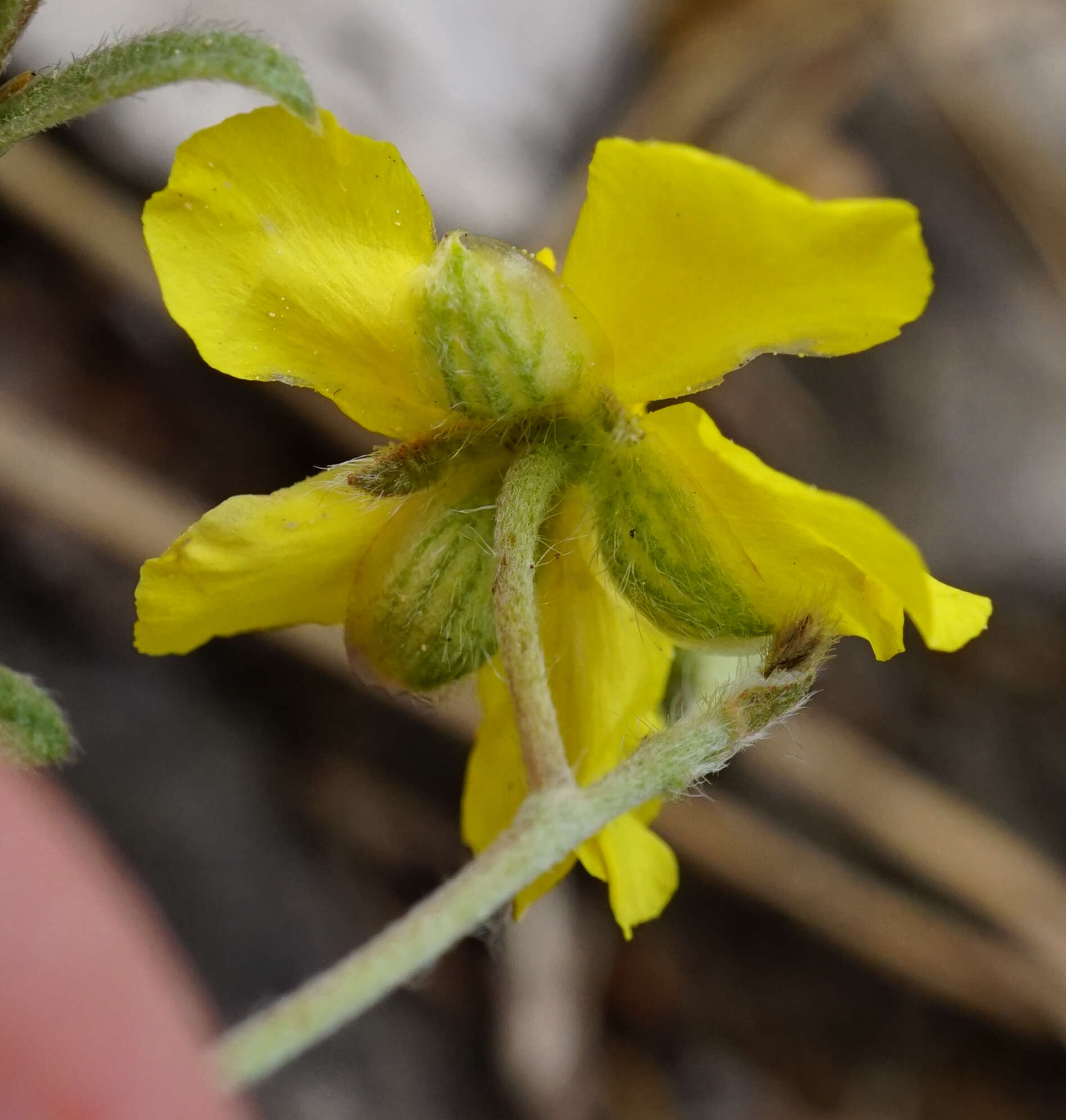 Imagem de Helianthemum canum (L.) Baumg.