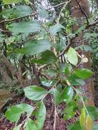 Image of Ficus sarmentosa var. nipponica (Franch. & Savatier) Corner