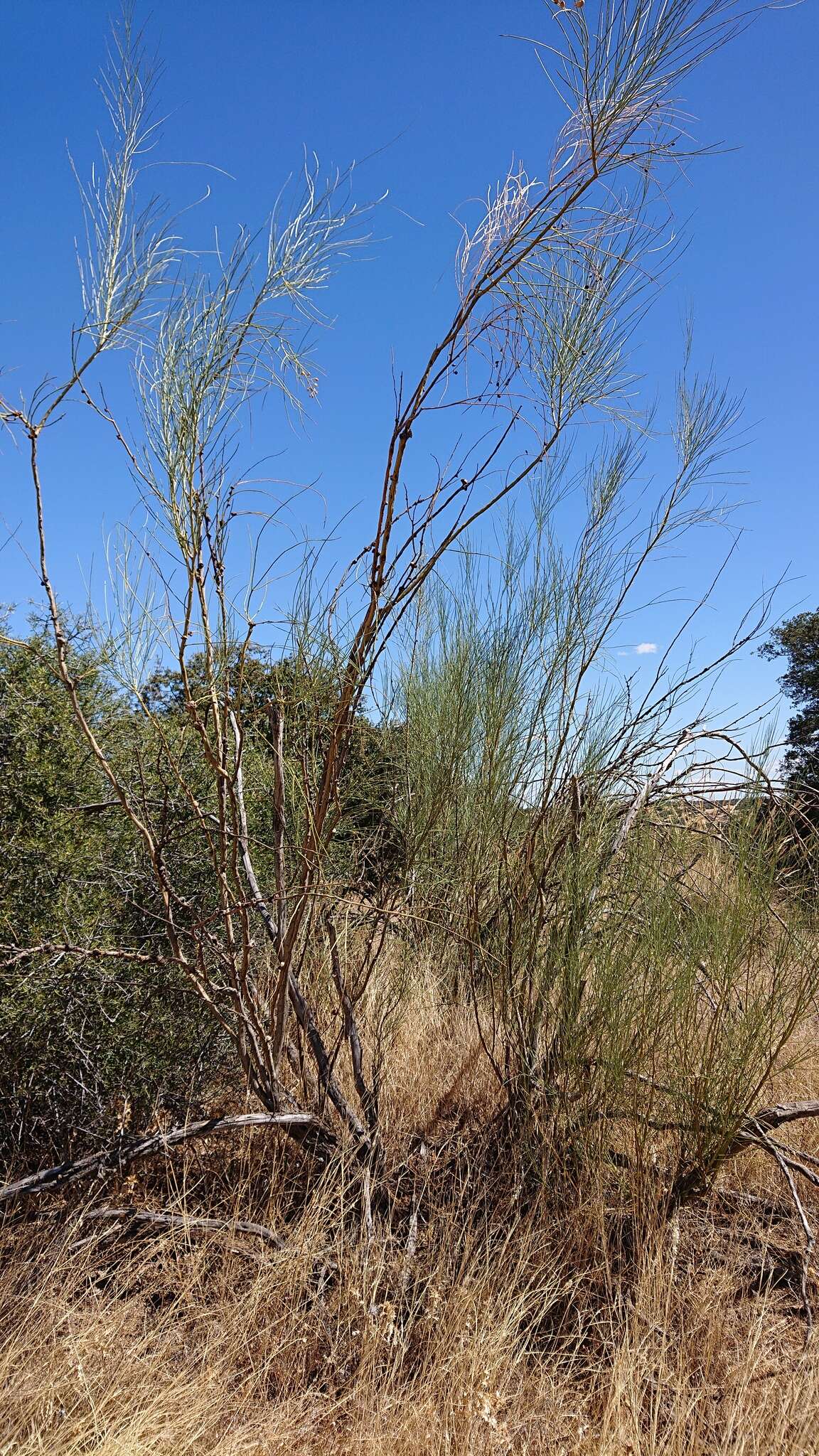 Image of Retama sphaerocarpa (L.) Boiss.