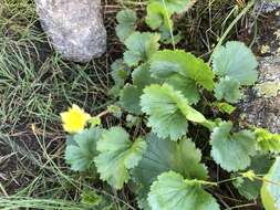 Image of Mountain Avens