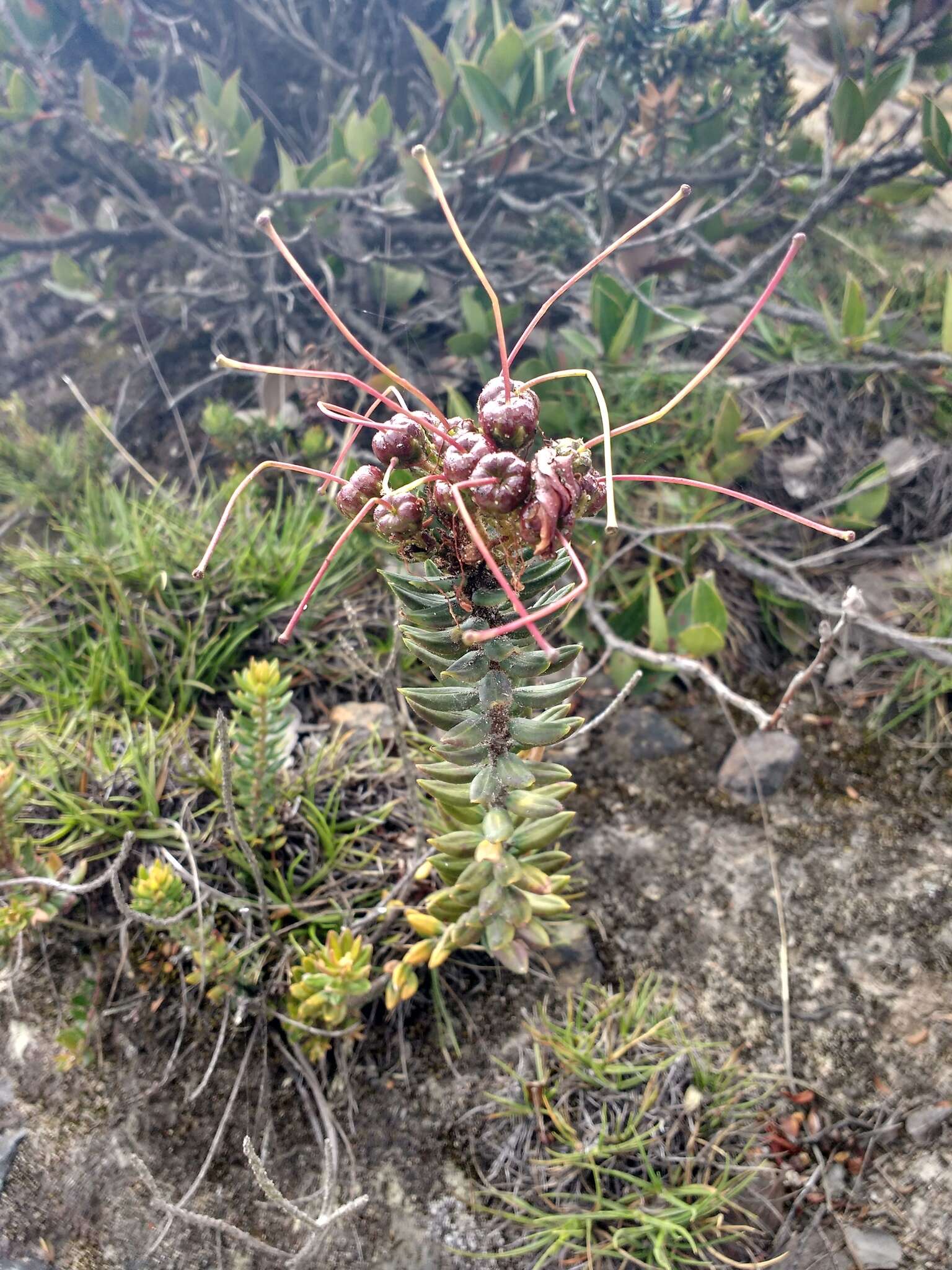 Image de Bejaria resinosa Mutis ex L. fil.