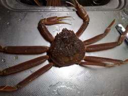 Image of Snow Crab