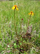 Image of Dwarf Arctic Groundsel