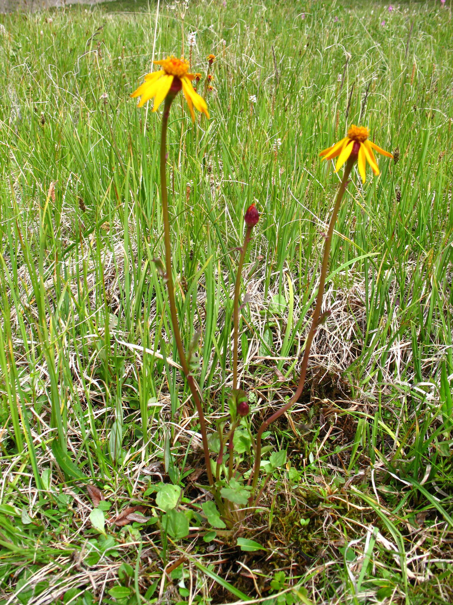 Image of Dwarf Arctic Groundsel