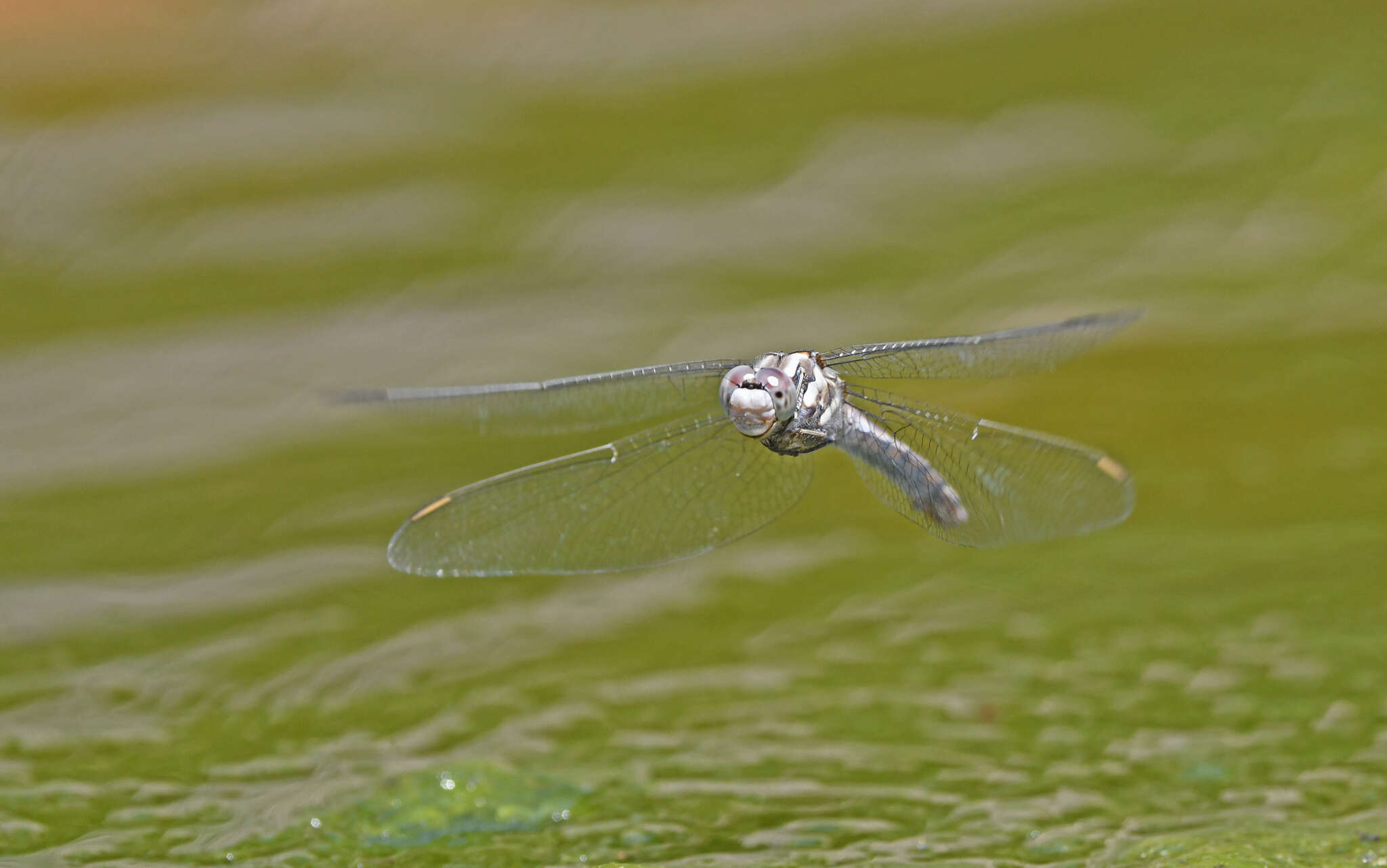 Image of <i>Orthetrum brunneum cycnos</i> Selys 1848