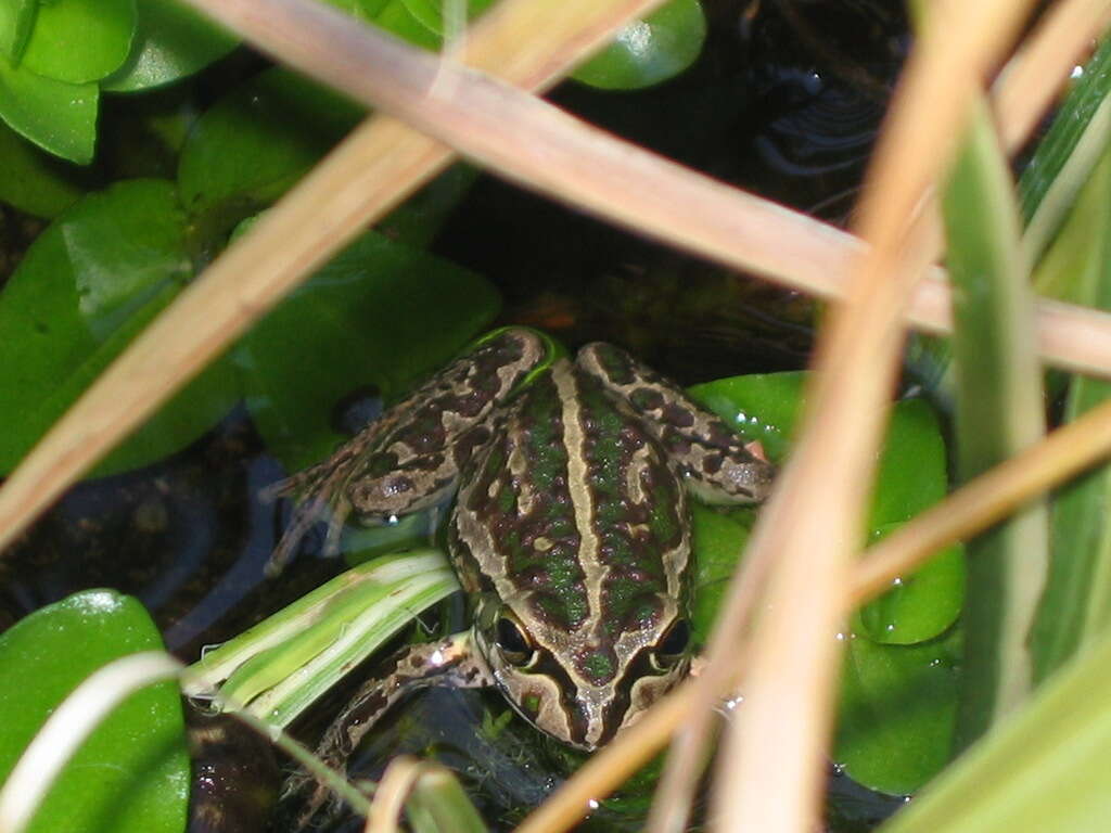 Image of Bell Frog