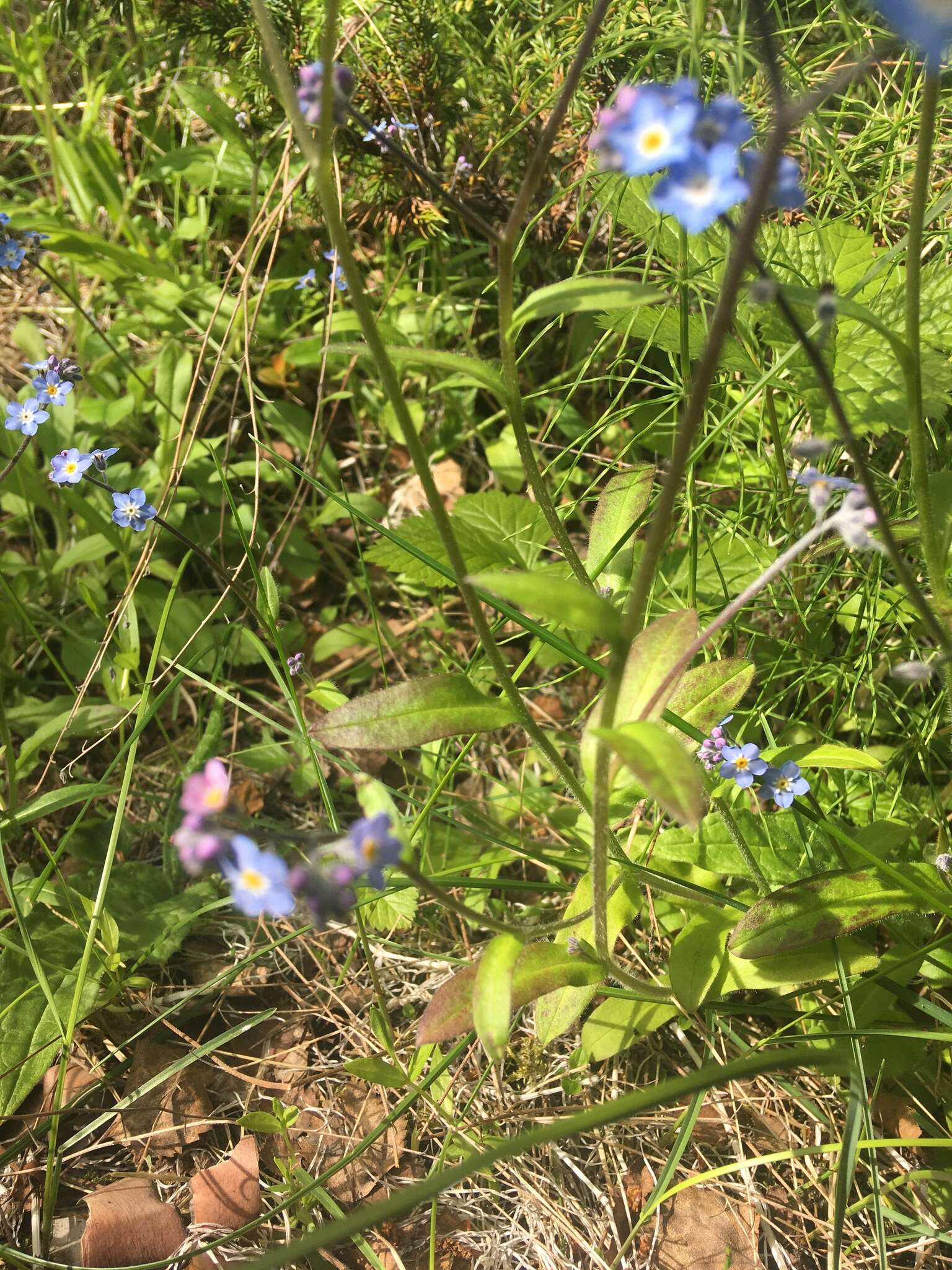 Image de Myosotis decumbens Host