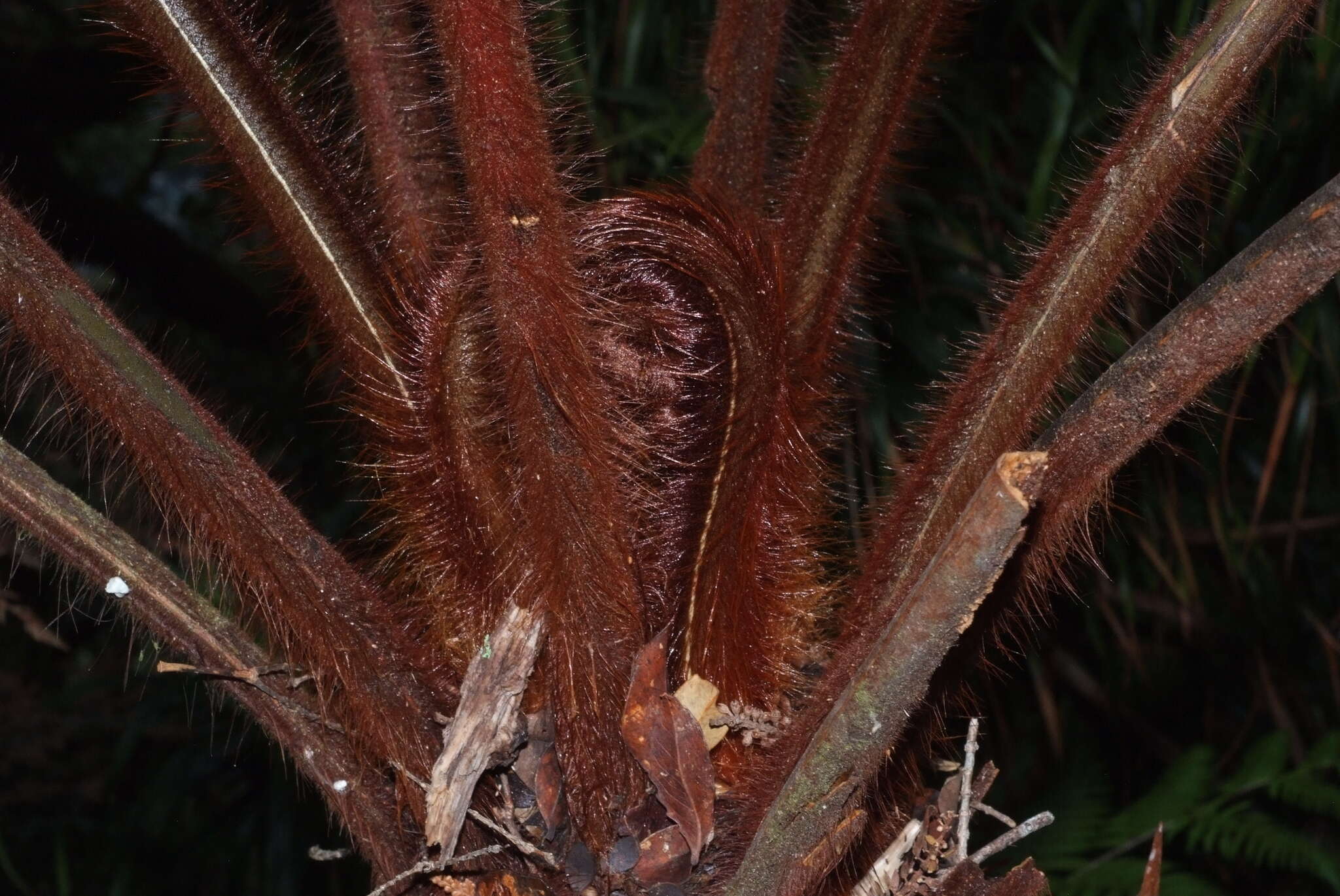 Image of Dicksonia baudouinii Fourn.